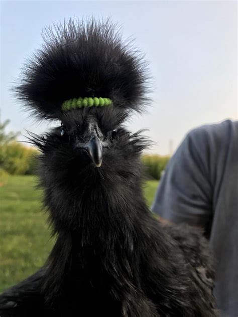 In Chinese medicine, this ingredient gets used to cure Gynec problems. . Black silkie chickens